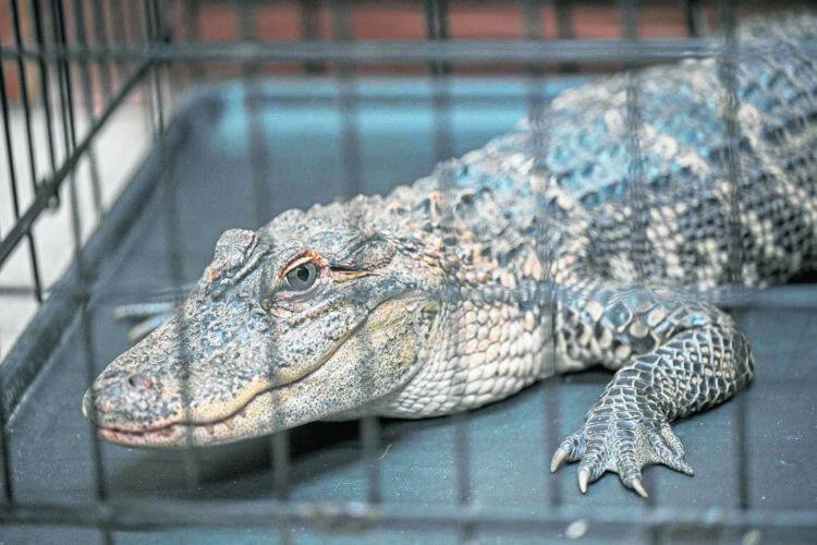 Wayward alligator heads to new home after capture